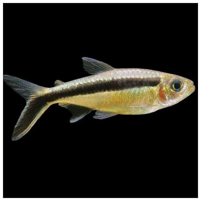 Palo de Golf Pingüino