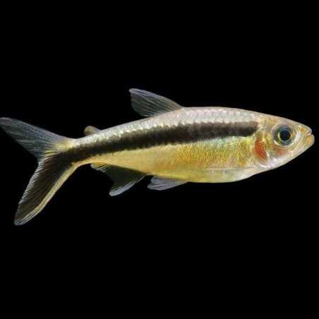 Palo de Golf Pingüino