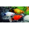 Platy Surtidos