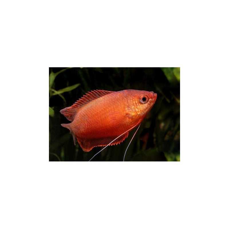 Colisa Chuna Roja