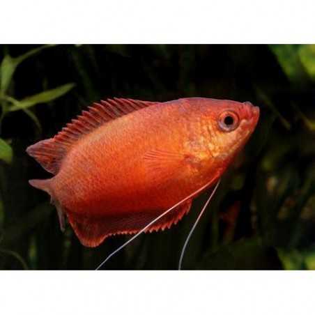 Colisa Chuna Roja