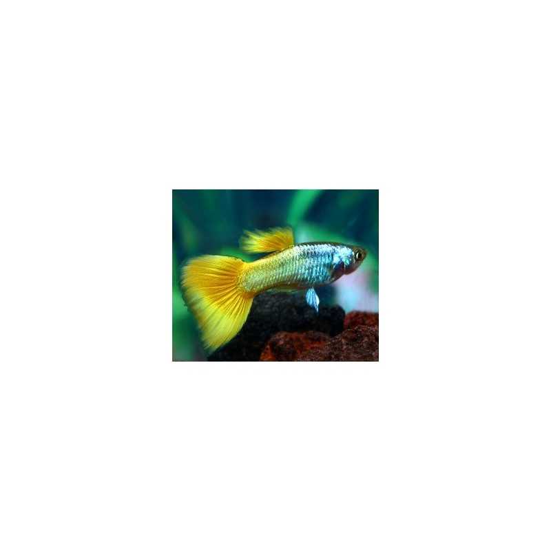 Guppy macho Amarillo Aleman
