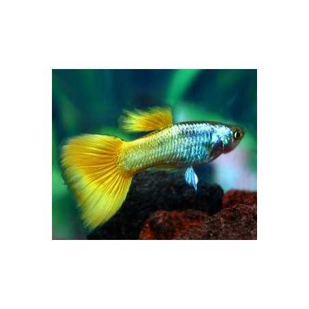 Guppy macho Amarillo Aleman
