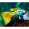 Guppy macho Amarillo Aleman