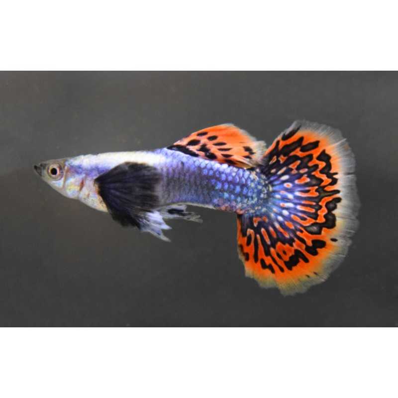 Guppy macho Dumbo mosaico