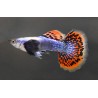Guppy macho Dumbo mosaico