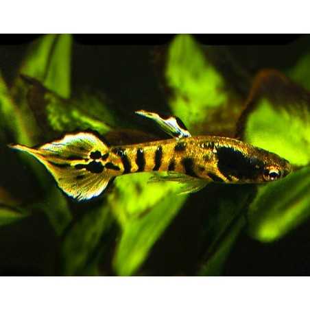 Guppy Macho Endler Tiger