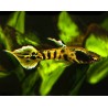 Guppy Macho Endler Tiger