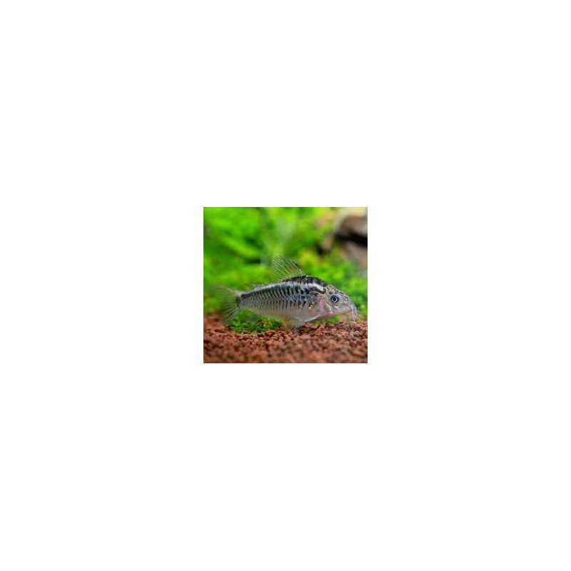 Corydora Elegans