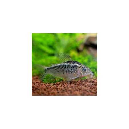 Corydora Elegans