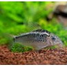 Corydora Elegans