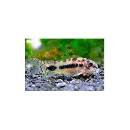Corydora Habrosus Salvaje