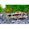 Corydora Habrosus Salvaje