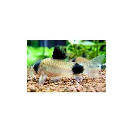 Corydora Panda