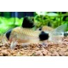 Corydora Panda