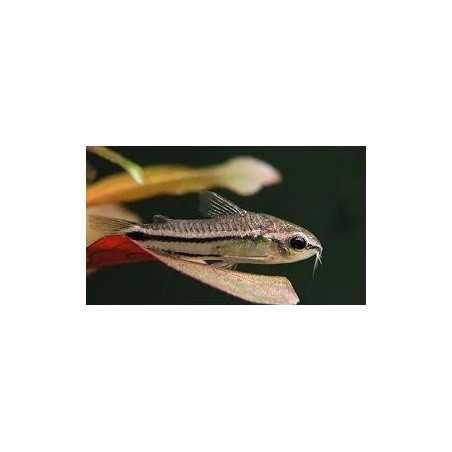 Corydora Pigmea