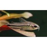 Corydora Pigmea