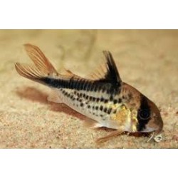 Corydora Loxozonus