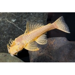 Ancistrus gold
