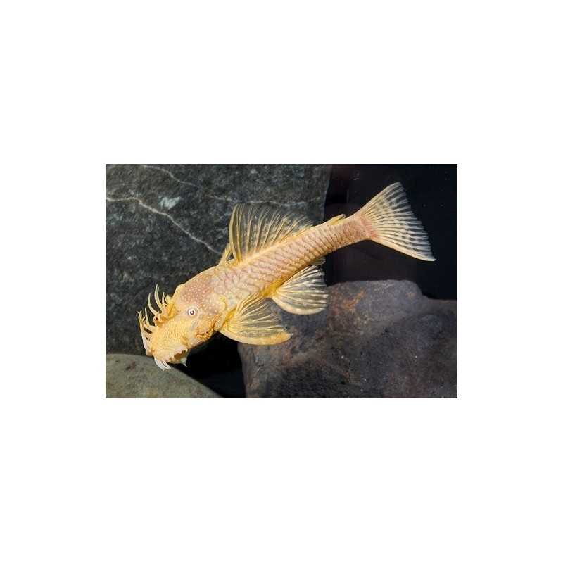 Ancistrus gold