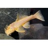 Ancistrus gold