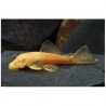 Ancistrus gold
