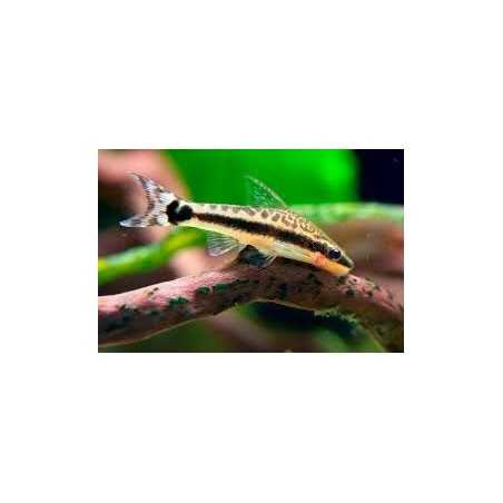 Otocinclus Affinis