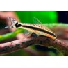 Otocinclus Affinis