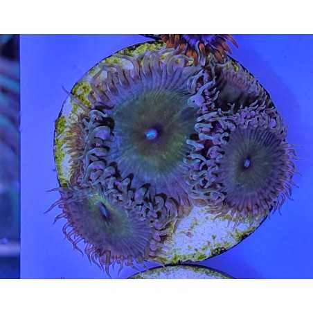 Palytoa Nuclear Death