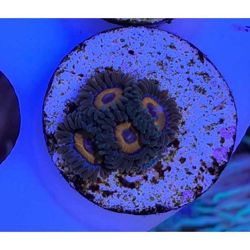 Zoanthus Eagle Eyes