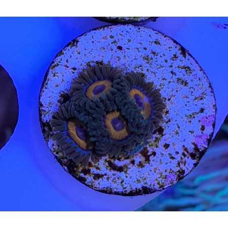 Zoanthus Eagle Eyes