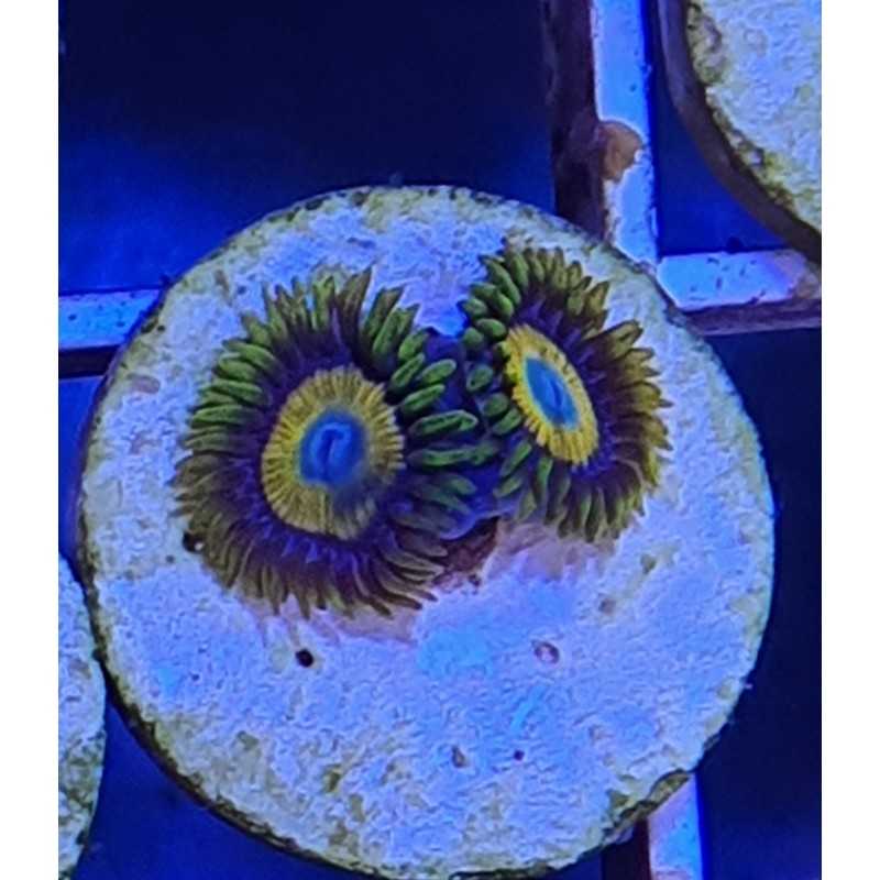 Zoanthus  Scrambled Egg