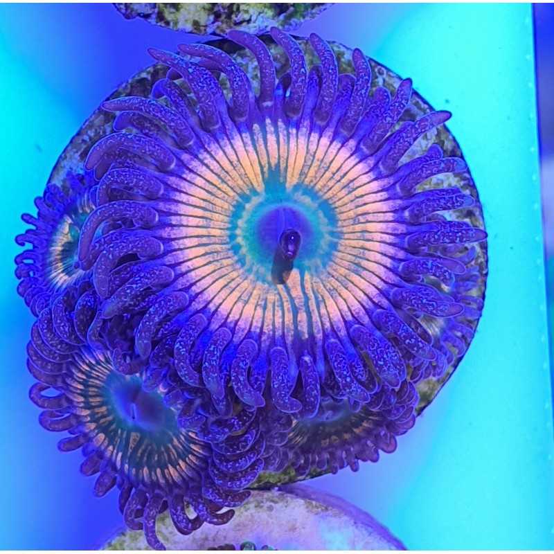 Zoanthus Sunny Delay