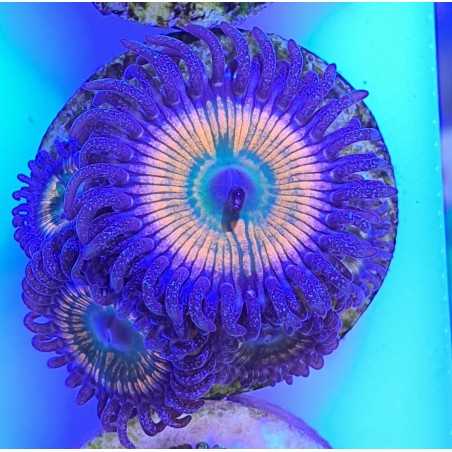 Zoanthus Sunny Delay