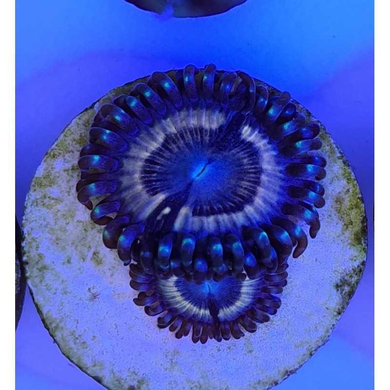 Zoanthus Petroglyphs