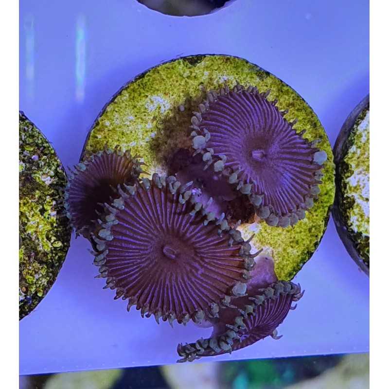 Palytoa Purple Death
