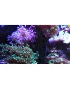 Corales Duros