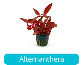 Alternanthera