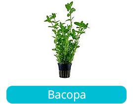 Bacopa