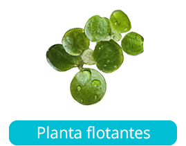 Planta flotantes