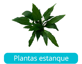 Plantas estanque